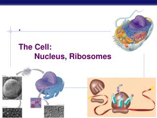 . The Cell: 	Nucleus, Ribosomes
