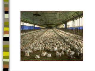 Dioxin-Contaminated Chicken Environmental Health Disaster Scenarios.