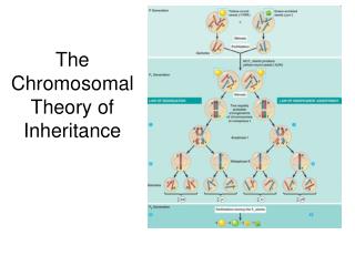 PPT - The Chromosomal Theory Of Inheritance PowerPoint Presentation ...