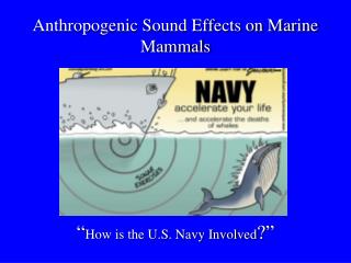Anthropogenic Sound Effects on Marine Mammals “ How is the U.S. Navy Involved ?”