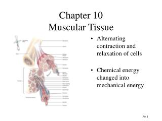 Chapter 10 Muscular Tissue