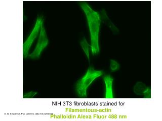 NIH 3T3 fibroblasts stained for Filamentous-actin Phalloidin Alexa Fluor 488 nm