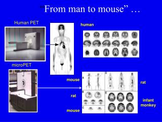 “ From man to mouse” …