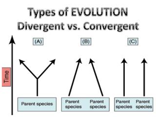 Types of EVOLUTION Divergent vs. Convergent