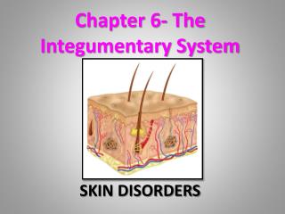 Chapter 6- The Integumentary System