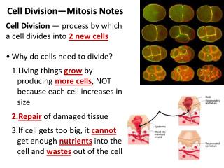 Cell Division—Mitosis Notes Cell Division — process by which a cell divides into 2 new cells