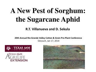 A New Pest of Sorghum: the Sugarcane Aphid