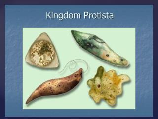 PPT - Interesting Facts About Protists PowerPoint Presentation - ID:657900