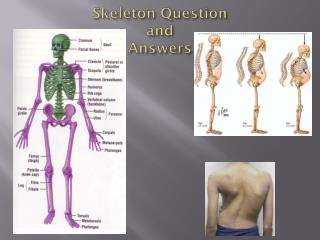Skeleton Question and Answers