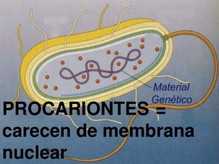 PROCARIONTES 	= carecen de membrana nuclear
