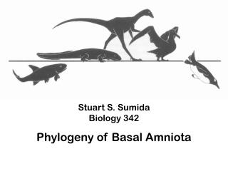 PPT - Stuart S. Sumida Biology 342 Phylogeny Of Basal Amniota ...