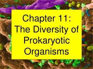 Chapter 11: The Diversity of Prokaryotic Organisms