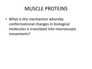 PPT - MUSCLE PROTEINS PowerPoint Presentation, free download - ID:1874895