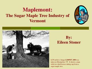 Maplemont: The Sugar Maple Tree Industry of Vermont