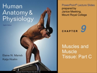 Muscles and Muscle Tissue: Part C