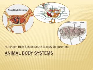 PPT - Animal body systems PowerPoint Presentation, free download - ID ...