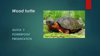 Wood turtle