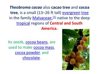 Its seeds, cocoa beans , are used to make cocoa mass , cocoa powder , and chocolate .