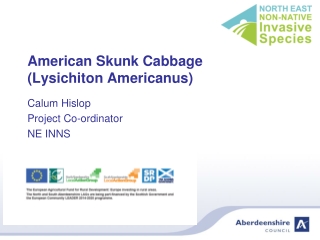 American Skunk Cabbage ( Lysichiton Americanus )