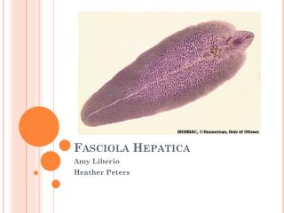 Fasciola Hepatica