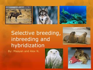 PPT - Selective Breeding PowerPoint Presentation - ID:2246026