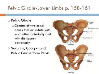 Pelvic Girdle-Lower Limbs p. 158-161
