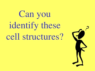Can you identify these cell structures?