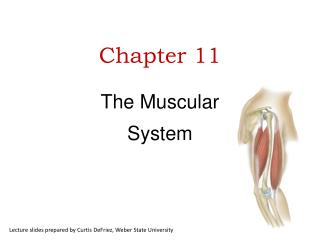 Chapter 11 The Muscular System