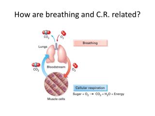 How are breathing and C.R. related?