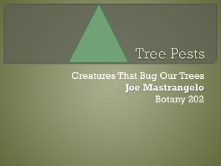 Tree Pests
