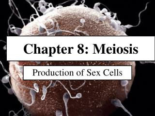 Chapter 8: Meiosis