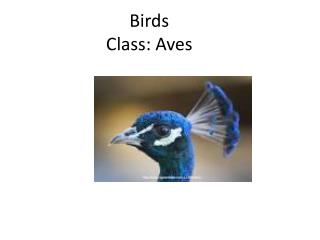 Birds Class: Aves