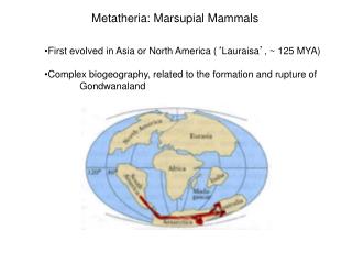 First evolved in Asia or North America ( ‘ Lauraisa ’ , ~ 125 MYA)
