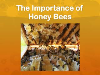 PPT - The Importance of Honey Bees PowerPoint Presentation, free ...