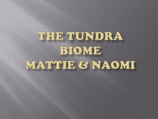 The Tundra Biome Mattie & Naomi