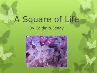 A Square of Life