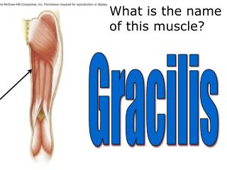 What is the name of this muscle?
