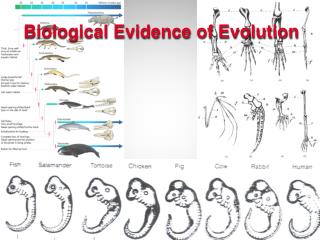 PPT - Biological Evidence Of Evolution PowerPoint Presentation, Free ...