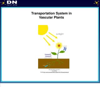 Transportation System in Vascular Plants