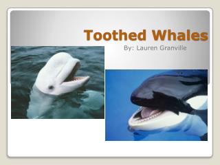 PPT - Toothed Whales PowerPoint Presentation, free download - ID:1938415