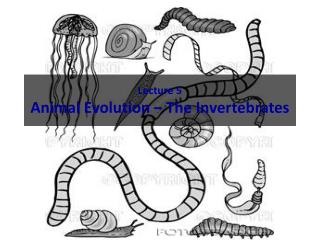 Lecture 5 Animal Evolution – The Invertebrates