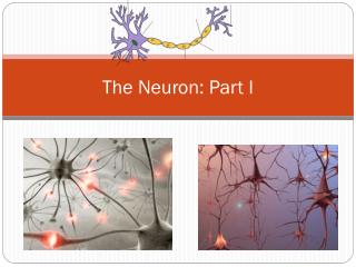 The Neuron: Part I