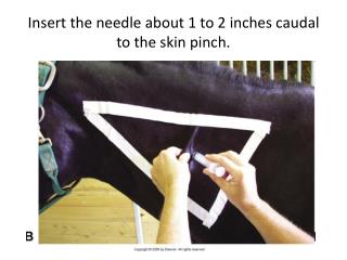 Insert the needle about 1 to 2 inches caudal to the skin pinch.