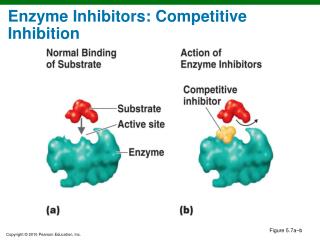 Enzyme Inhibitors: Competitive Inhibition