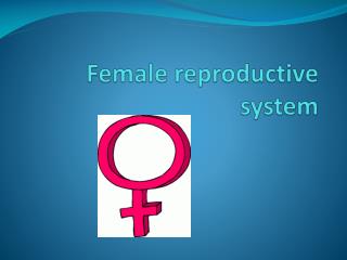 Female reproductive system