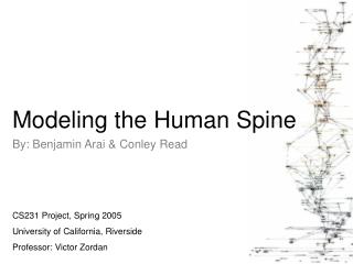 Modeling the Human Spine