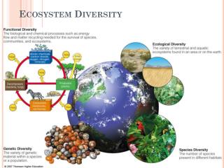 PPT - Ecosystem Diversity PowerPoint Presentation, free download - ID ...