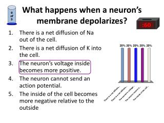 What happens when a neuron’s membrane depolarizes?