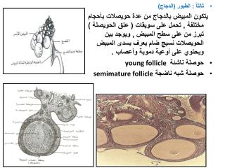 Ppt ثالثا الطيور الدجاج Powerpoint Presentation Id 1977960