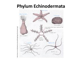 PPT Phylum Echinodermata  PowerPoint Presentation ID 